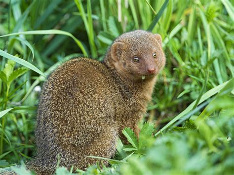 Mongoose Full Hd Wallpaper And Background Image 2048x1536 Id462147
