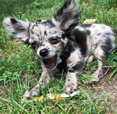 25 Hq Images Blue Merle Long Haired Chihuahua For Sale Merle