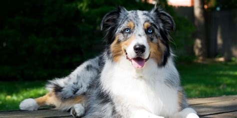 40 Best Medium Sized Dog Breeds List Of Popular Cute