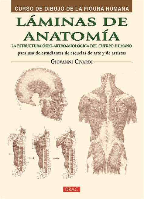 Láminas De Anatomía Anatomía Dibujos Figura Humana Cuerpo Humano
