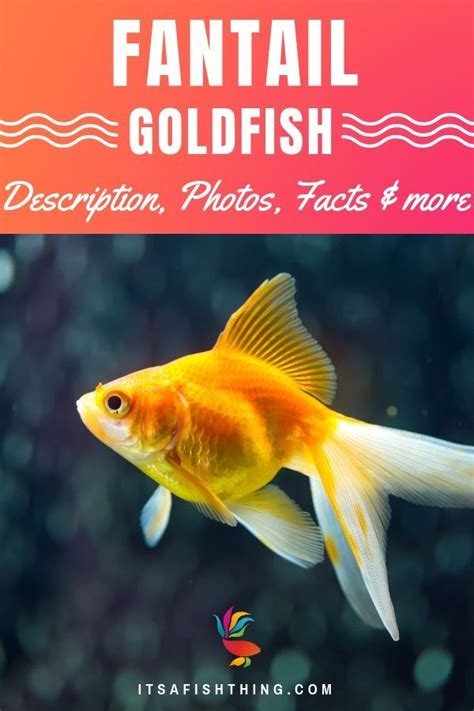 Fantail Goldfish Pictures Care Guide Varieties Lifespan More