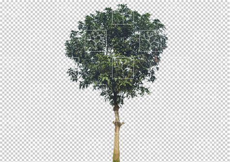 Gobotree Cut Out Of Medium Tree During Summer