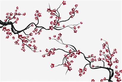 Cherry Blossom Blossoms Japanese Flowers Drawing Tree