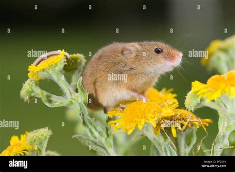 Harvest Mouse Micromys Minutus On Fleabane Pulicaria Dysenterica