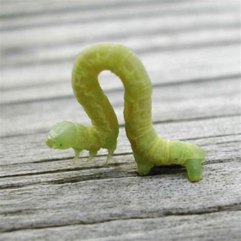 Inchworm Problems Aronica Plant Health Care