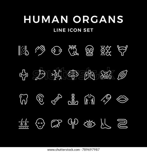 Set Line Icons Human Organs Stock Vector Royalty Free 789697987