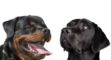 We did not find results for: Rottweiler vs Labrador: Which Dog Is Right for Your Family?