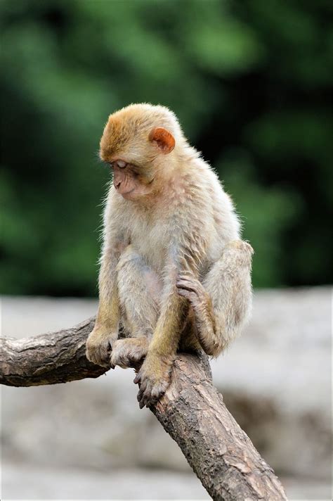 Hd Wallpaper Ape Monkey Berber Animal Wildlife Zoology Mammal