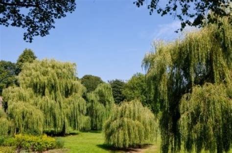 Transplanting A Weeping Willow Tree Thriftyfun