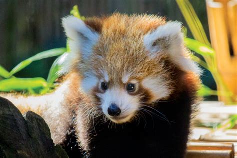 Red Panda Brothers Debut At Philadelphia Zoo Zooborns