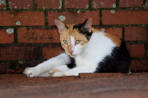 10 Facts You Should Know About Feral Cats Thecatsite