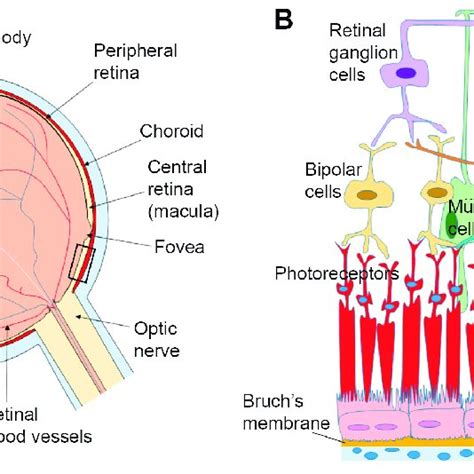 Anatomy Of The Eye And Arrangement Of Cells In The Retina And