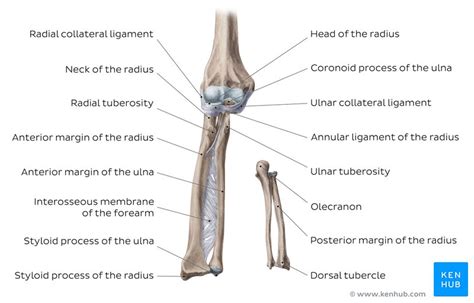 Anatomy Of The Forearm Bones Abba Humananatomy
