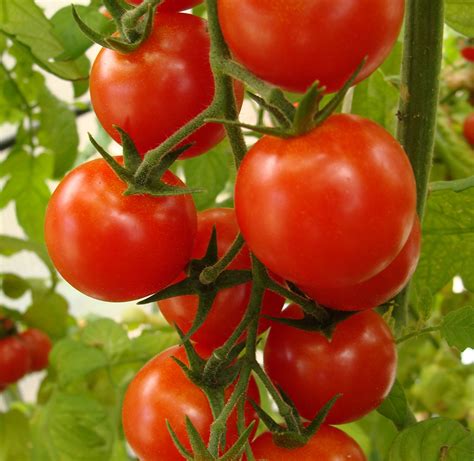 Como cultivar tomates – chispis.com