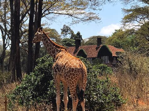 Giraffe Centre Nairobi Kenya Top Tips Before You Go With Photos