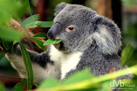 Lone Pine Koala Sanctuary Brisbane Australia Worldwide Destination