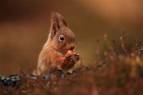 See full list on skedaddlewildlife.com Red Squirrel Photography United Kingdom wildlife holiday ...
