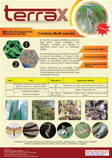 Metisa plana (or bagworm) is a moth of the family psychidae (the bagworms) first described by francis walker in 1883. October 2017 ~ WARITA-KU | Tarik Songsang Rasa