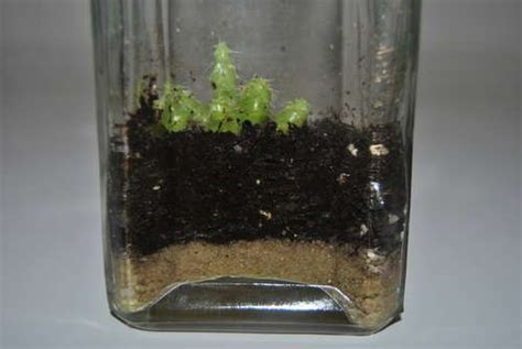 Benefits of growing cactus from seeds: Cactus in a Bottle | Cactus, Unusual planter, Cactus seeds