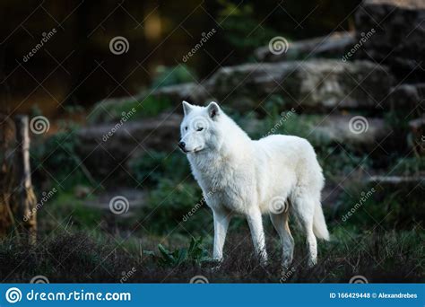 White Wolf In The Forest Stock Photo Image Of Black 166429448