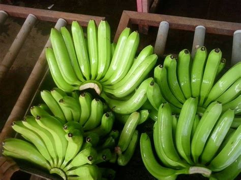 Cavendish Bananasfresh Fruitsindian Bananasindia Price Supplier 21food