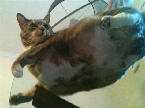 Our cat dante confused by glass table. Moe from below (cat on a glass table) :) | Cats, Cats on ...
