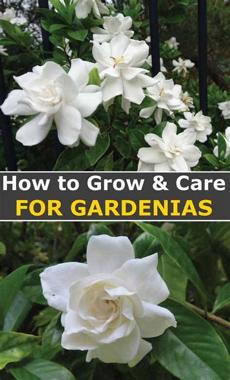 How To Grow And Care For Gardenias Step By Step Gardenia Growing