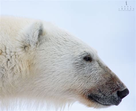 Polar Bear Ursus Maritimus Headshot Profile Svalbard Norway