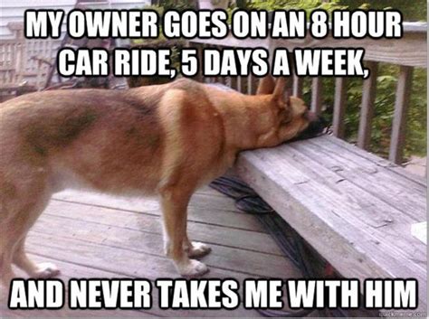 48 Best Funny Dog Memes To Make Your Day – The Viraler
