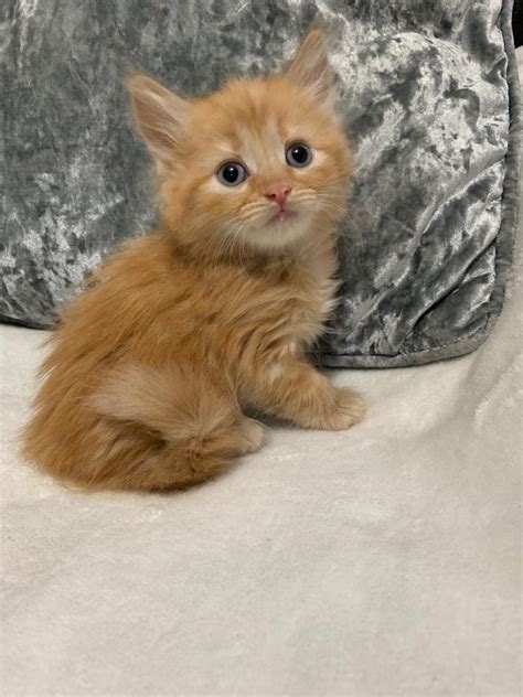 Lovely Ginger Kittens In Birmingham City Centre West Midlands Gumtree