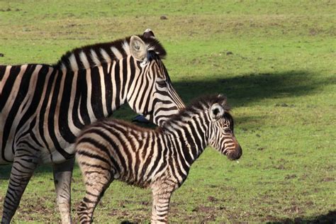 Baby Zebra Delights At Taronga Western Plains Zoo Photos