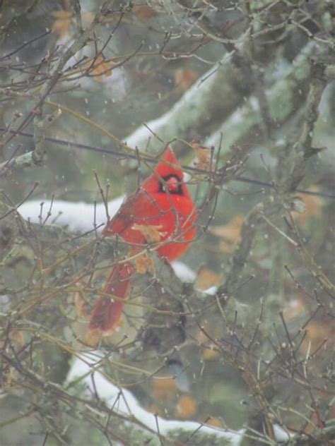 Cardinal In Snow Storm Wv West Virginia Vacation Spots Virginia