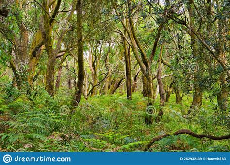 Open Eucalyptus Forest With An Undergrowth Of Ferns Stock Image Image