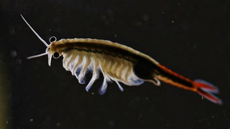 5 Tiniest Crustaceans In The Sea