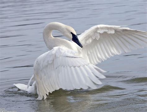 Image Beautiful Swan Spread Wings In Water Spirit Animals Wiki