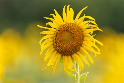 Sunflower Time Iii Mckee Beshers Wildlife Management Area Flickr