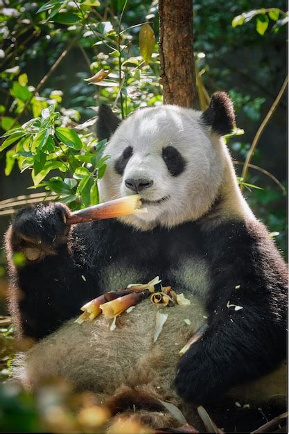 Oso Panda Gigante En China Foto Premium