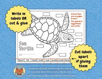 Students match the words to the correct pictures and complete the vocabulary worksheet containing body parts vocabulary. Label a Sea Turtle! {Body Parts Diagram} by Loreen Leedy | TpT