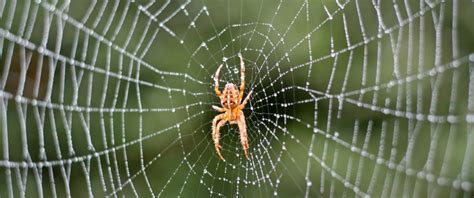 Spider Facts For Kids Arachnid Information For Students