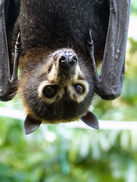 30 Spectacled Flying Fox Photos Stock Photos Pictures And Royalty Free