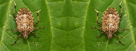 Stink bugs are not threatening to humans, but they can be a nuisance by damaging gardens and ornamental plants. OKC Pest Control Warning Of Brown Marmorated Stink Bugs ...