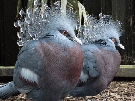 Fancy Pigeons A Rare Large Species Of Pigeon About The S Flickr