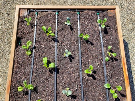 How To Install Drip Irrigation In Raised Garden Beds Drip Tape
