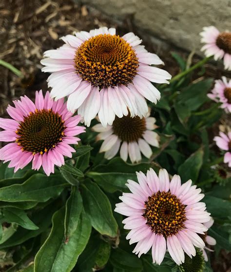 10 Colorful Perennials That Bloom In The Fall Natalie Linda
