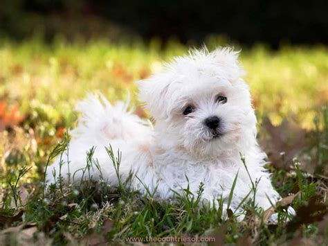 10 Most Beautiful Dog Breeds In The World Kulturaupice