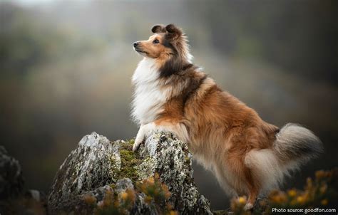 Interesting Facts About Shetland Sheepdogs Just Fun Facts