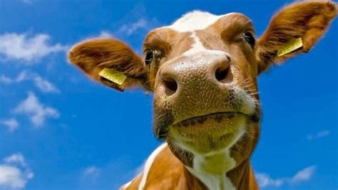 Pin By Kaśka Oksiuta On Zwierzęta Cow Wallpaper Cute Cows Cows Funny