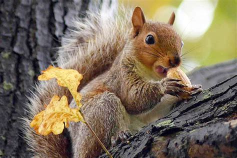 Fox Squirrel Facts Anatomy Diet Habitat Behavior Animals Time