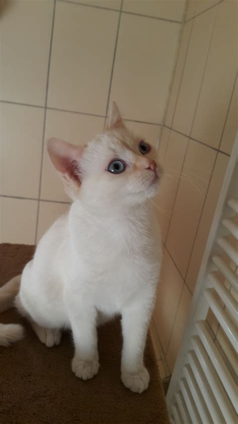 The flame point or red point is a rare coloration that originated in the united kingdom. Does My Cat Look Like A Flame Point Siamese? | TheCatSite
