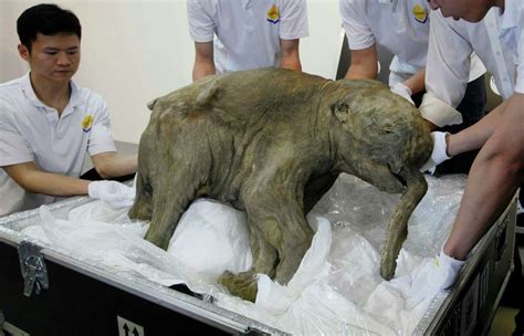 News Of The World In Photos Baby Mammoth Age 42000 Years